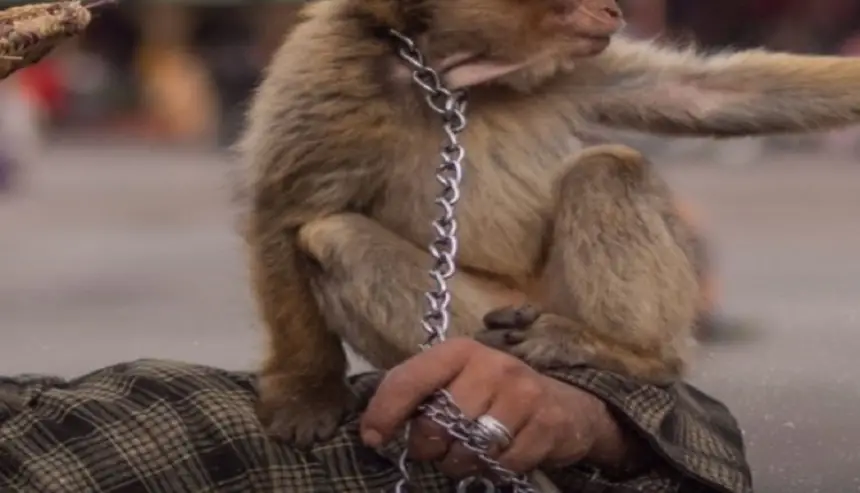 سيدة مغربية من الجالية تتعرض لعضة قرد في ساحة جامع الفنا بمراكش